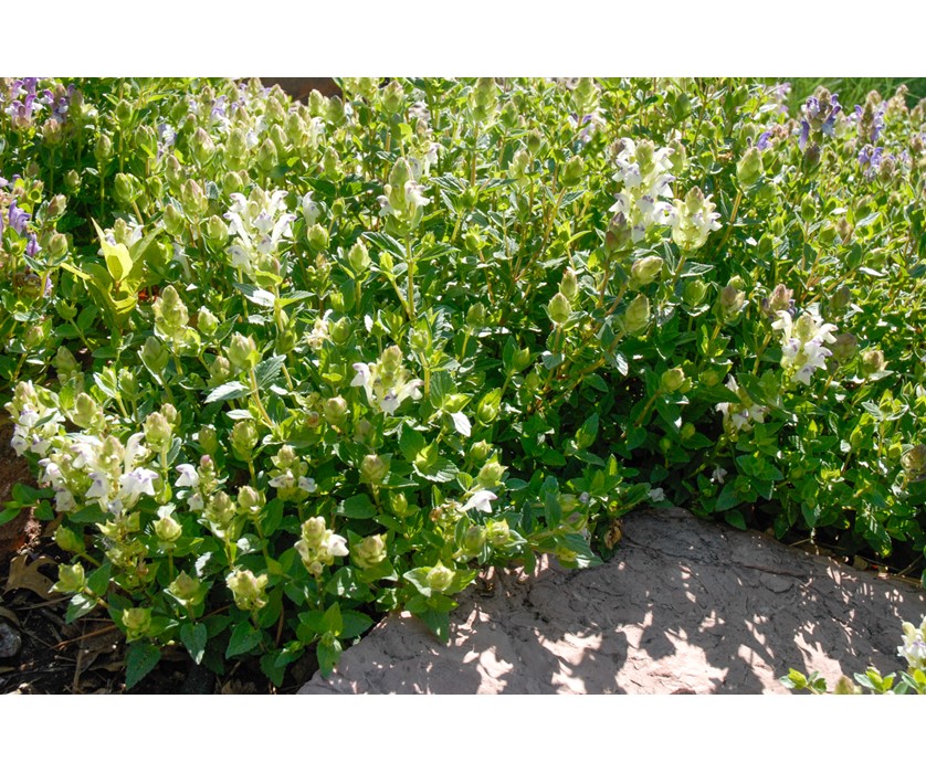 Alpine Skullcap